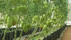 Agronomist