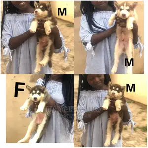1-3 months Female Purebred Siberian Husky