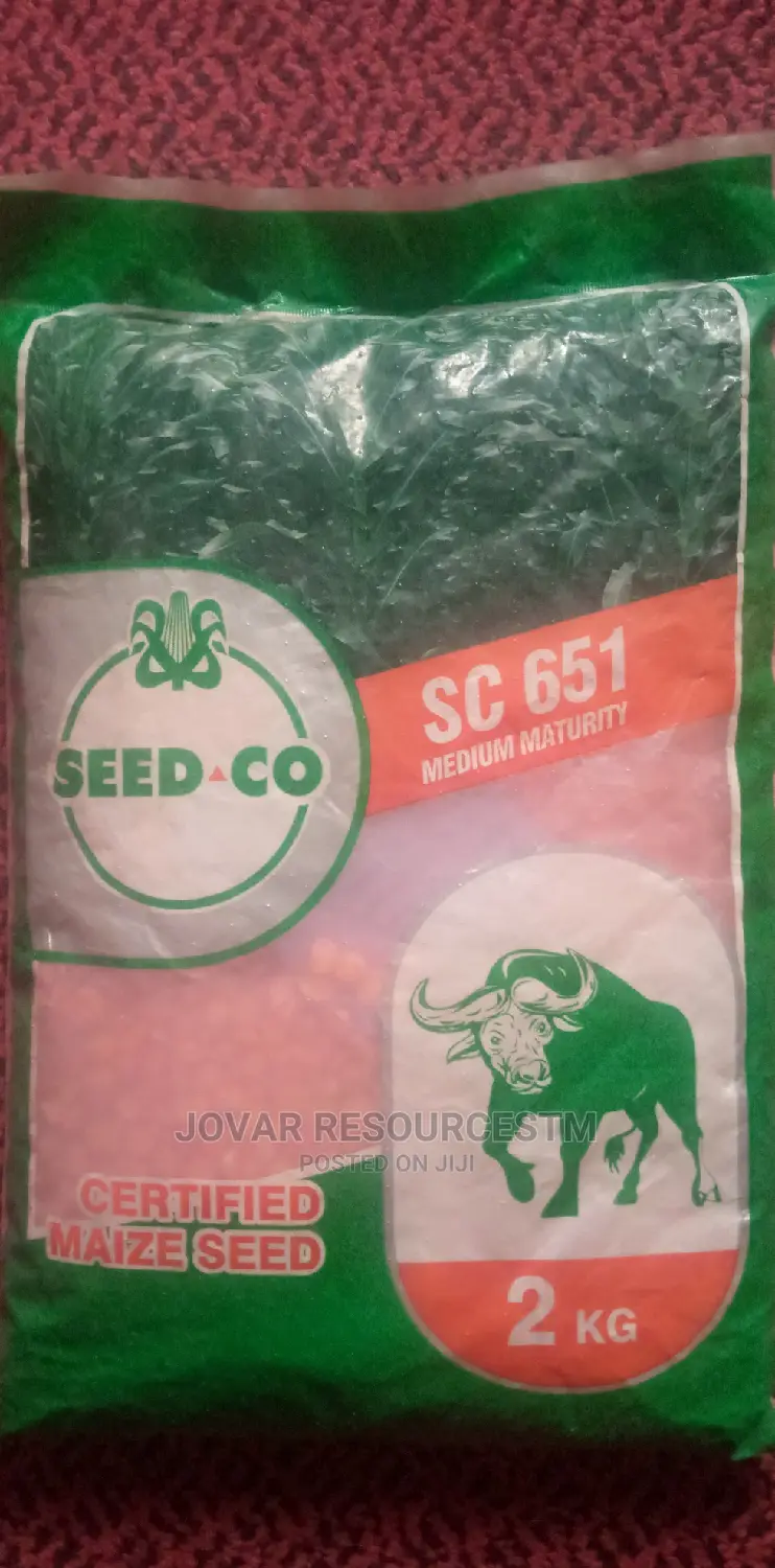Best Improved Maize Seeds Higher Yield Breeds