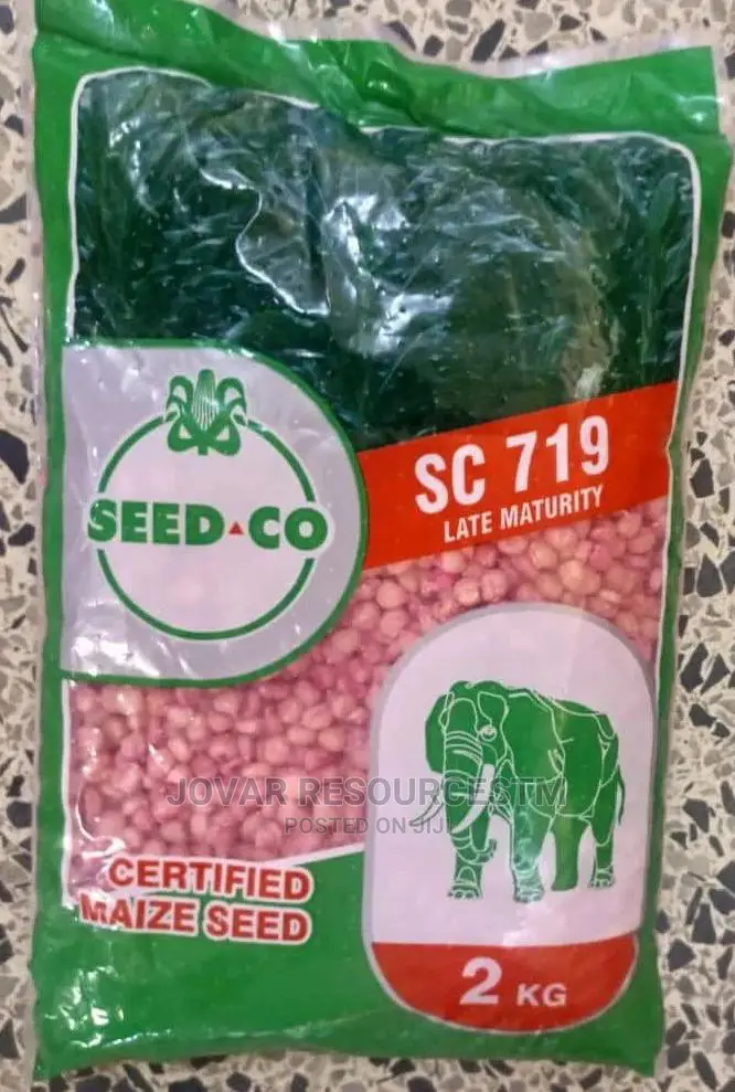 Best Improved Maize Seeds Higher Yield Breeds