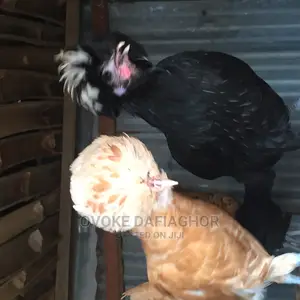 Polish Adult Pair