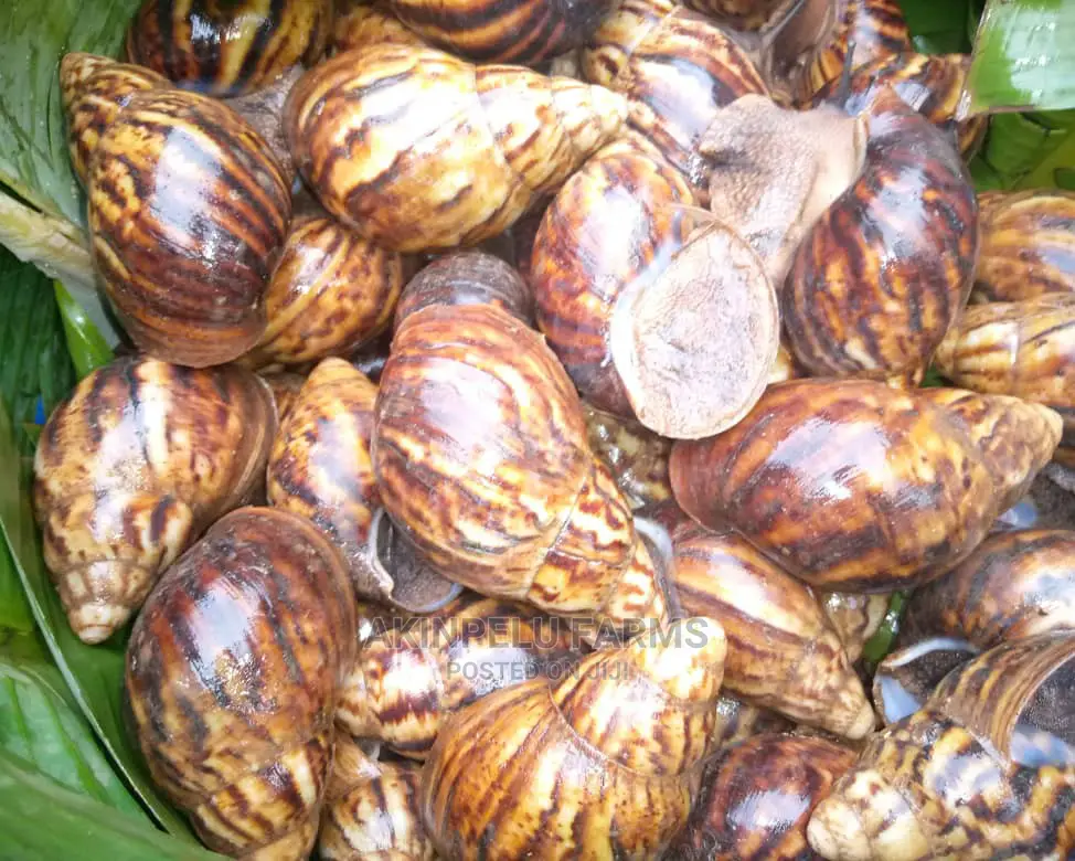 Physical Training on Snail Rearing.