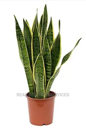 Indoor Live Potted Plants