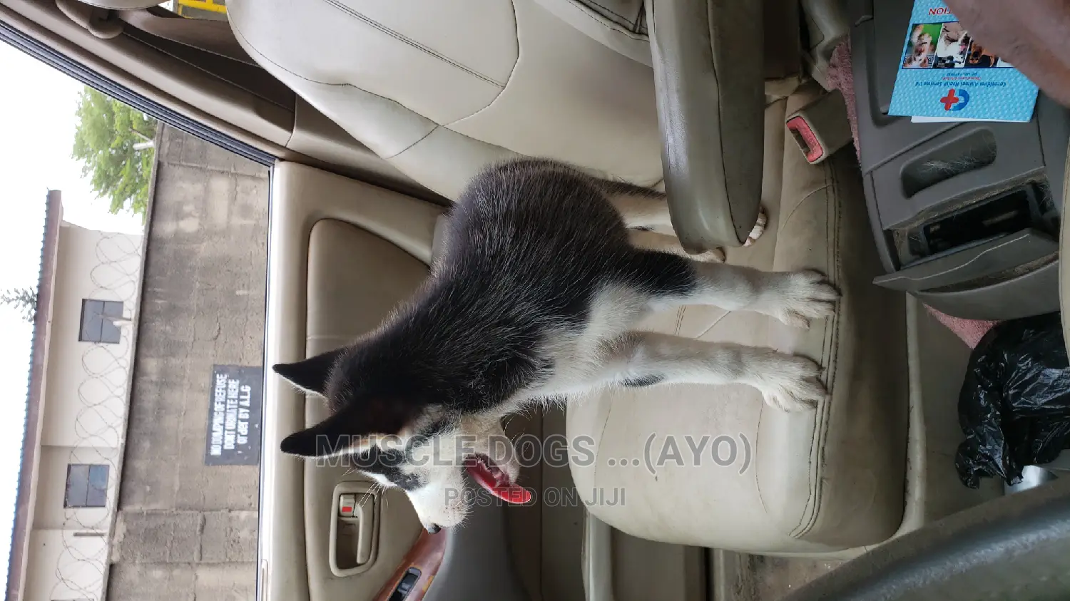 0-1 month Female Purebred Siberian Husky