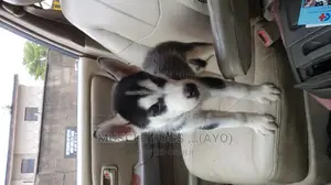 0-1 month Female Purebred Siberian Husky