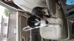 0-1 month Female Purebred Siberian Husky