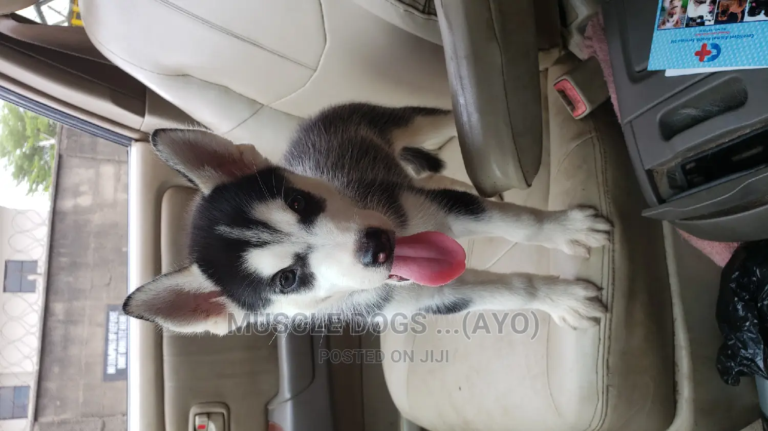 0-1 month Female Purebred Siberian Husky