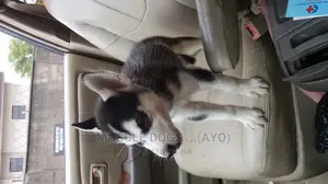 0-1 month Female Purebred Siberian Husky