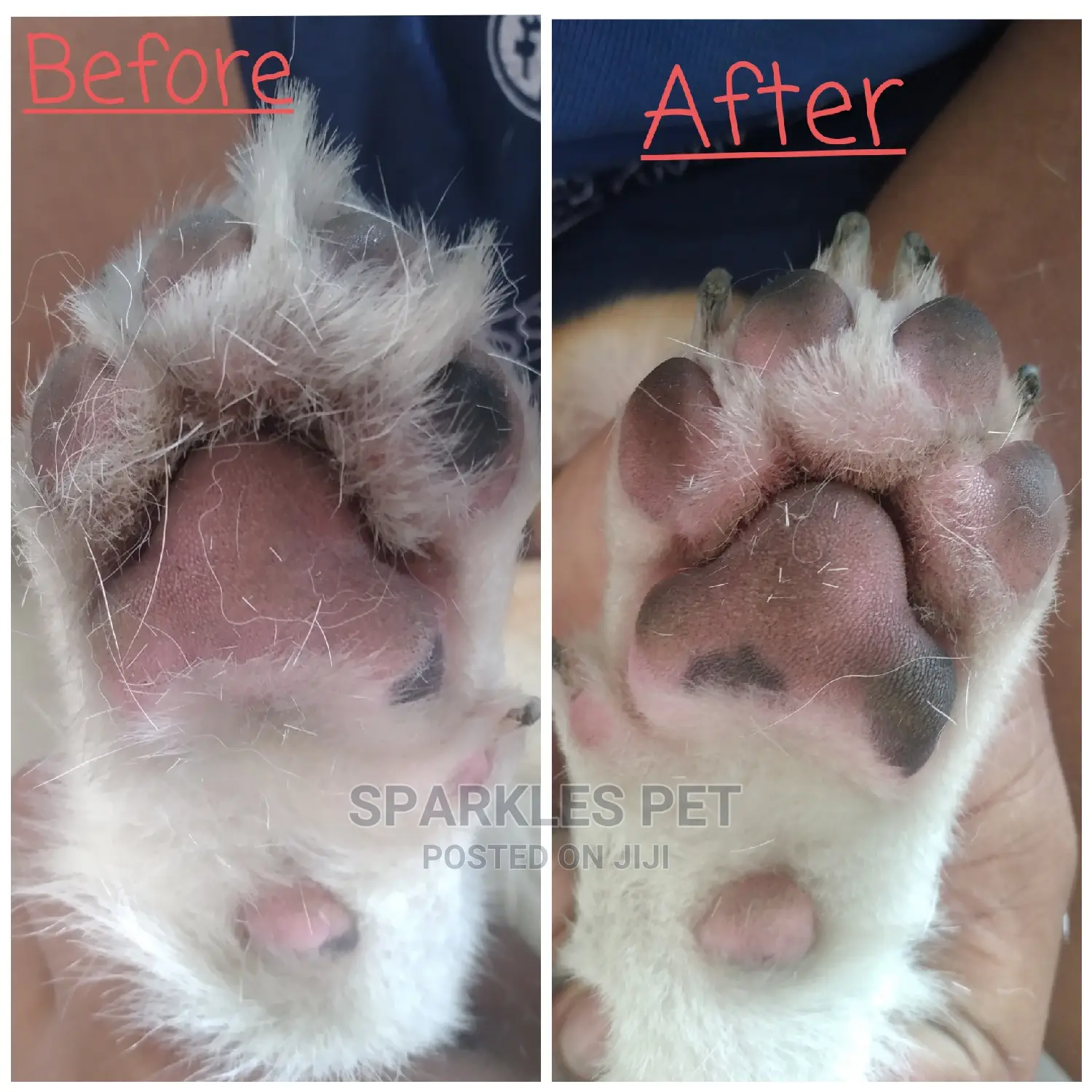 Dog Grooming