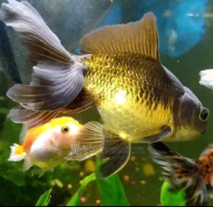 Ornamental Fishes