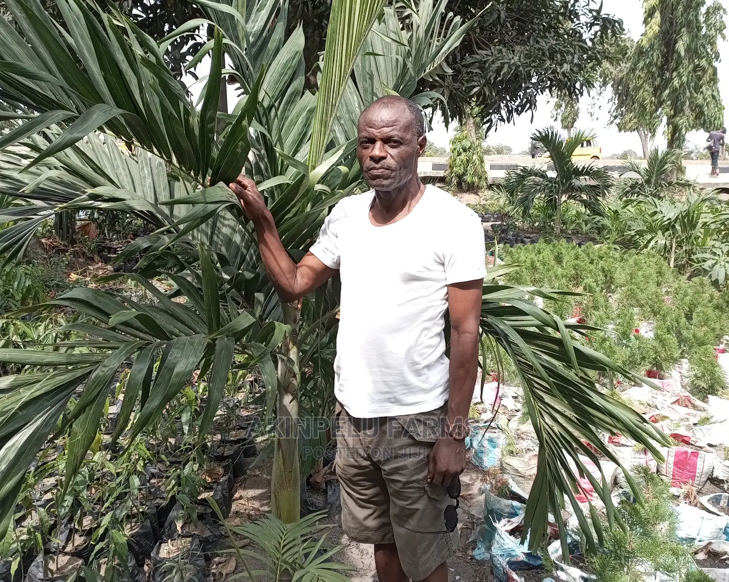 Beautiful Royal Palms.