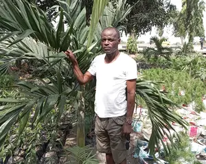 Beautiful Royal Palms.