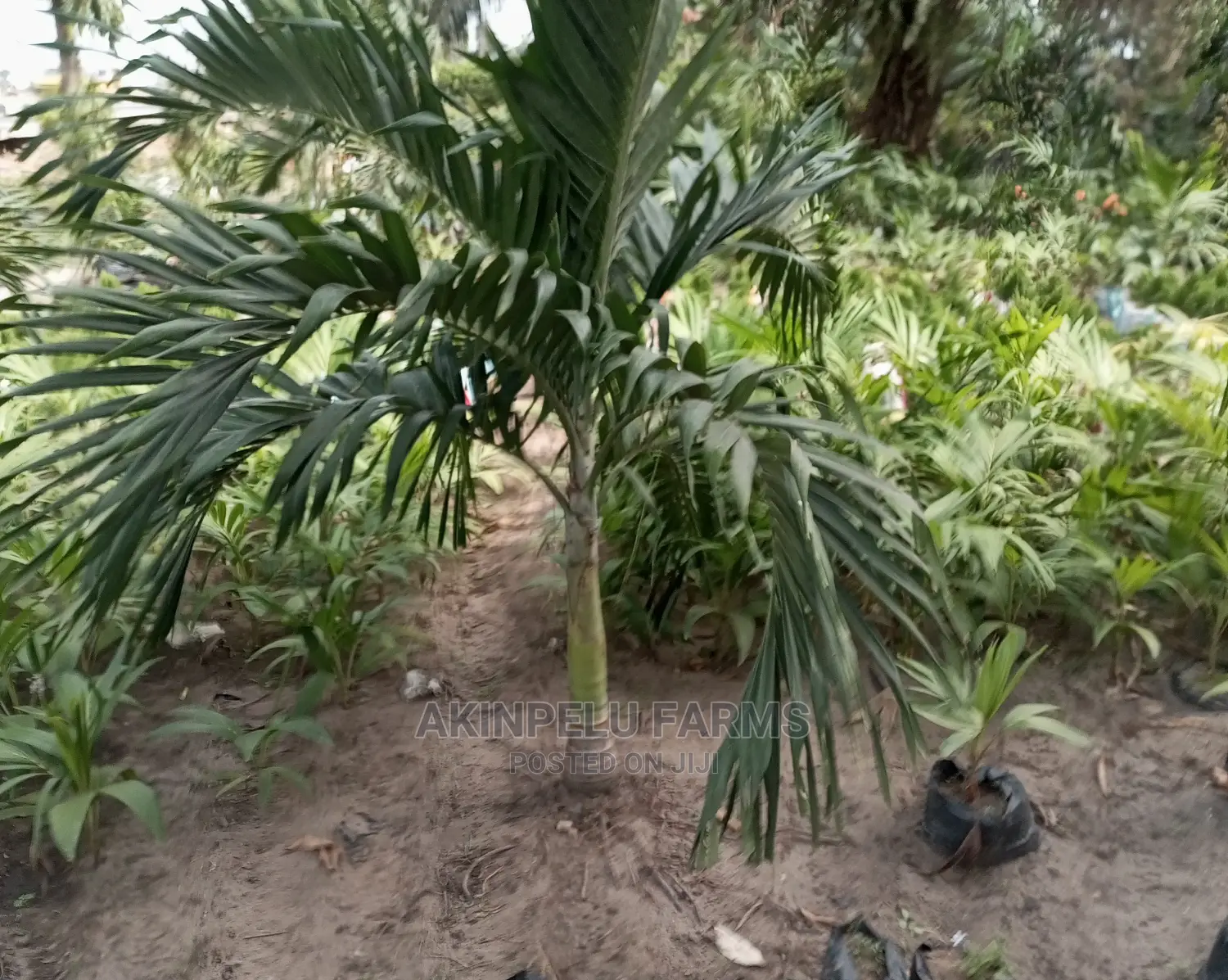 Royal Palms.
