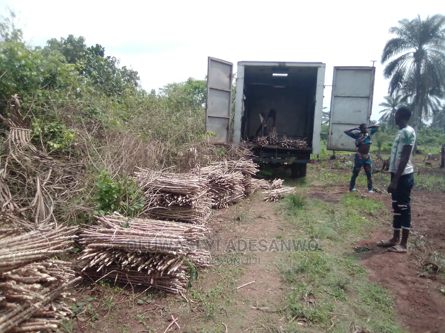 Cassava Stems For Sale