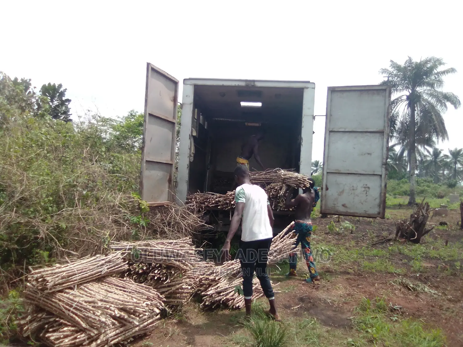 Cassava Stems For Sale