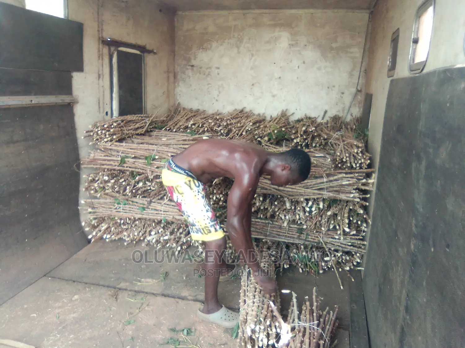 Cassava Stems For Sale