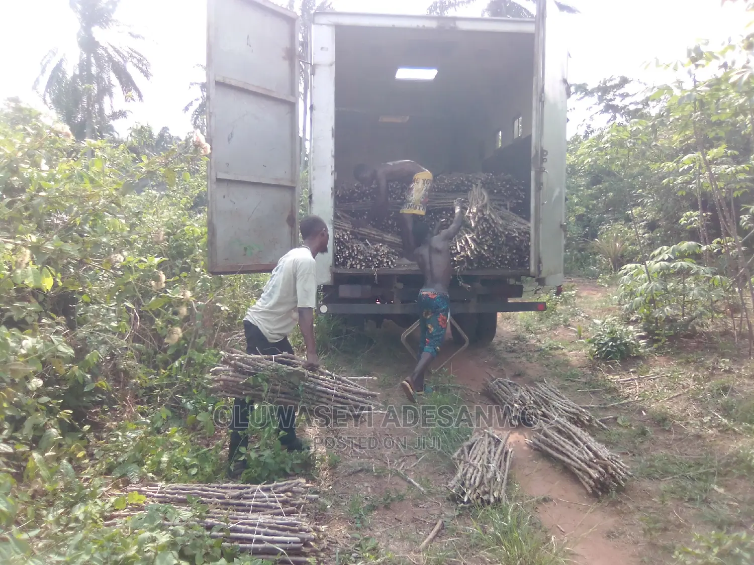 Cassava Stems For Sale