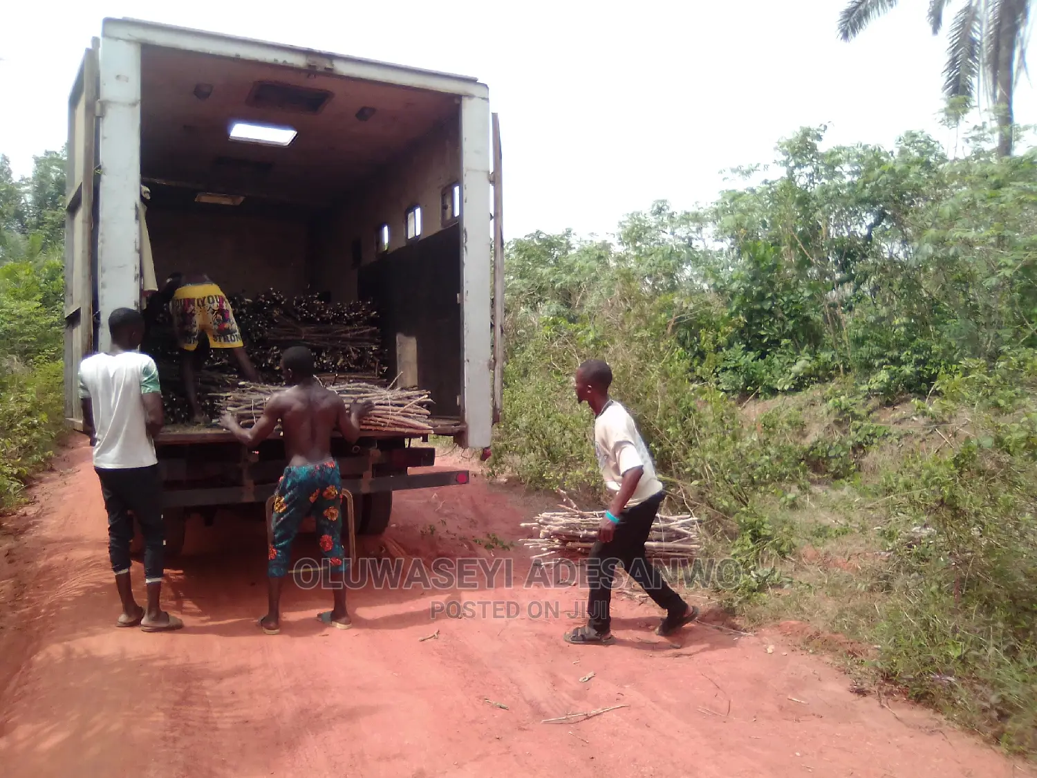 Cassava Stems For Sale