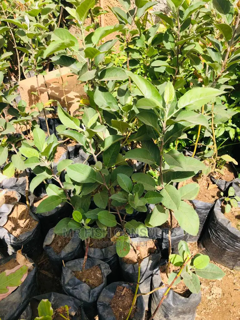 Fruits Seedlings Apple Citrus Grape