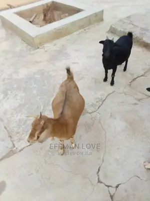 Goats and Sheep