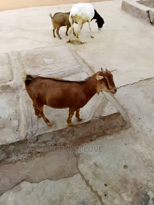 Goats and Sheep