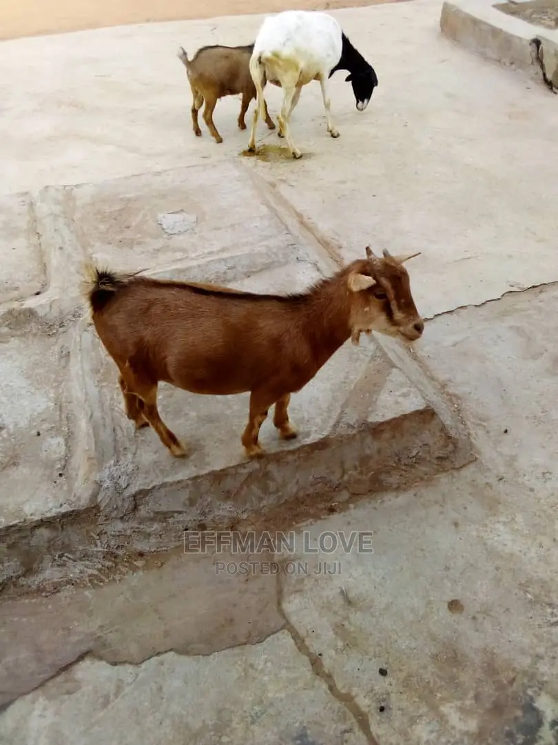 Goats and Sheep
