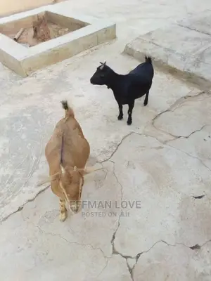 Goats and Sheep