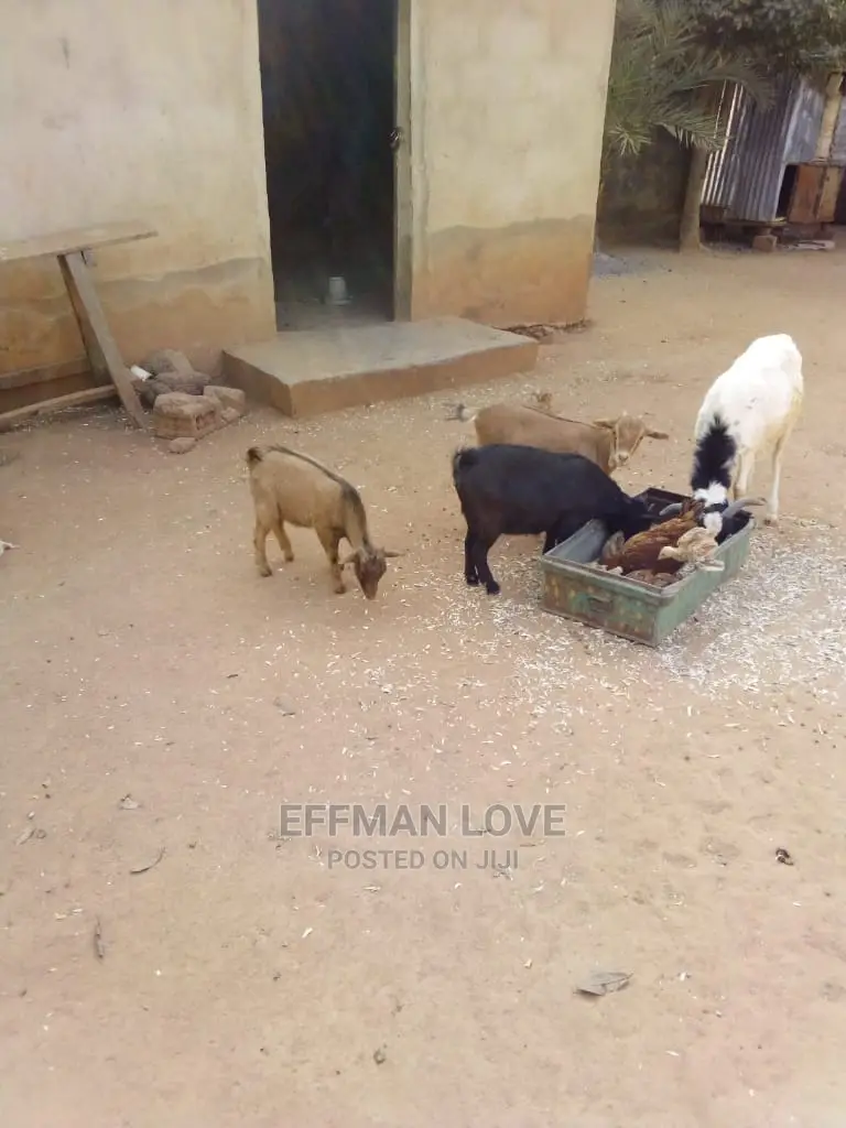 Goats and Sheep