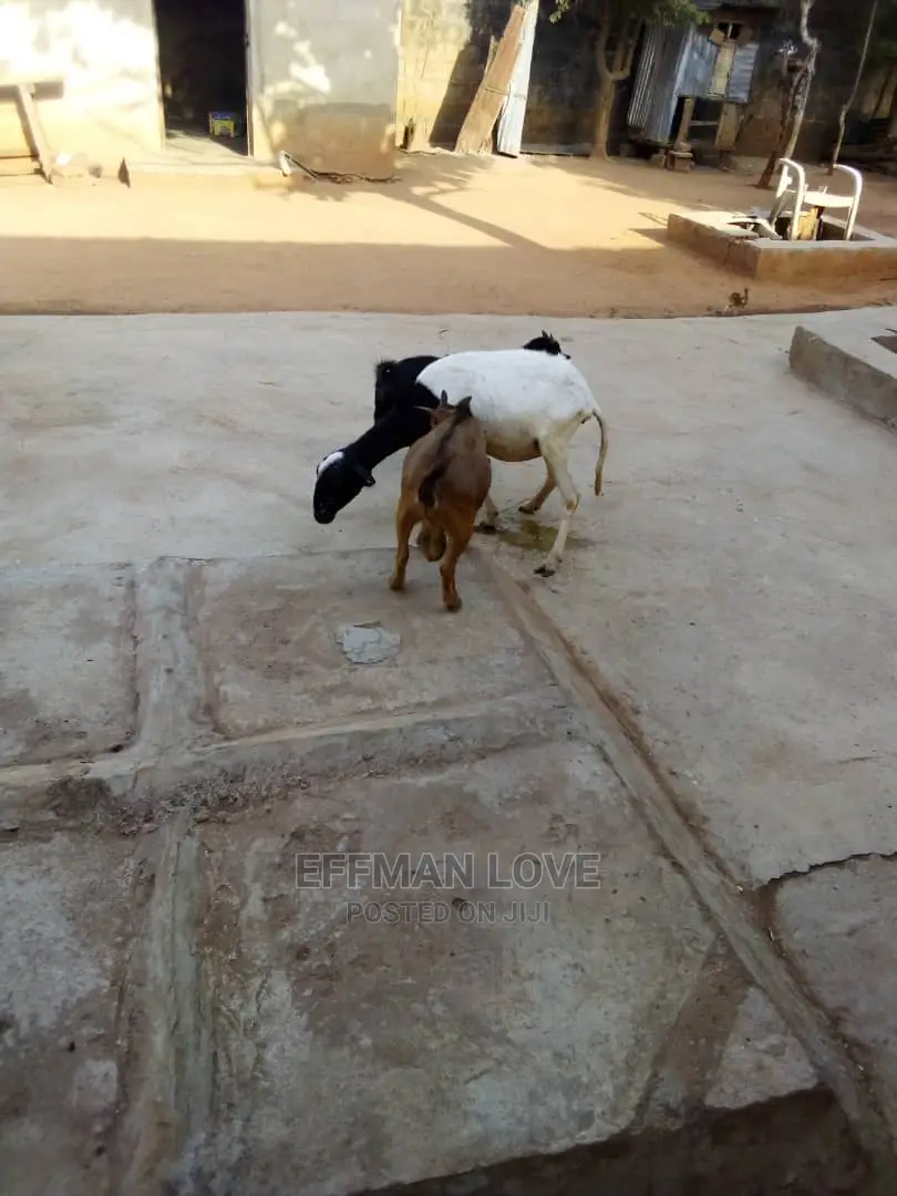 Goats and Sheep