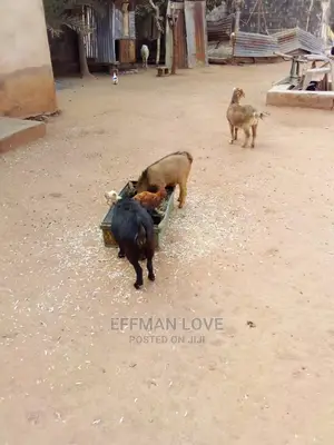Goats and Sheep