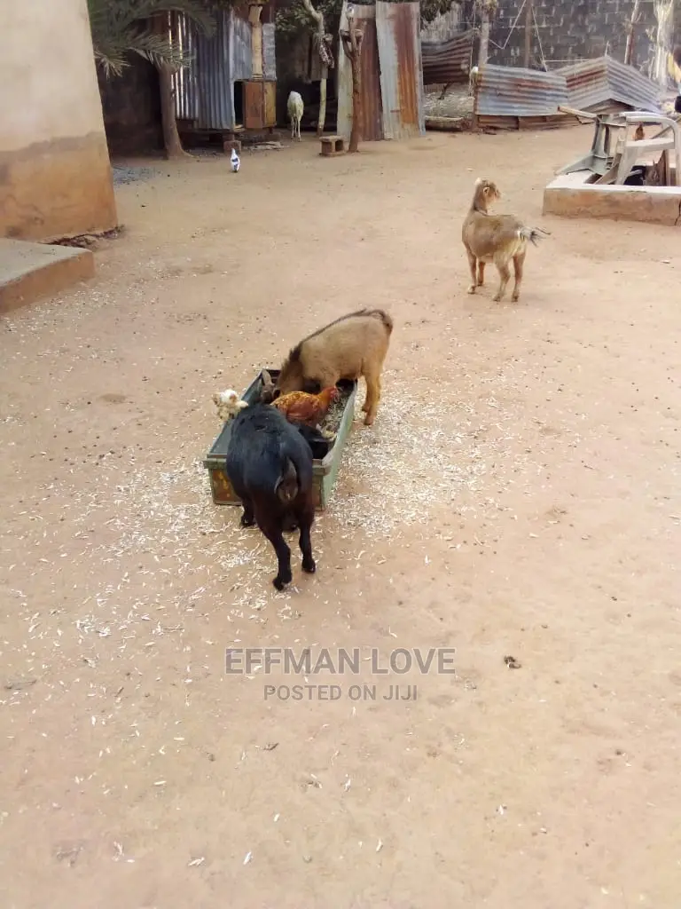 Goats and Sheep