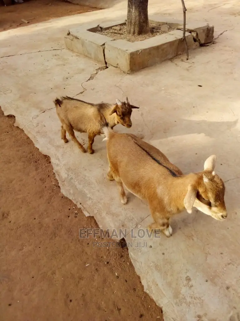 Goats and Sheep