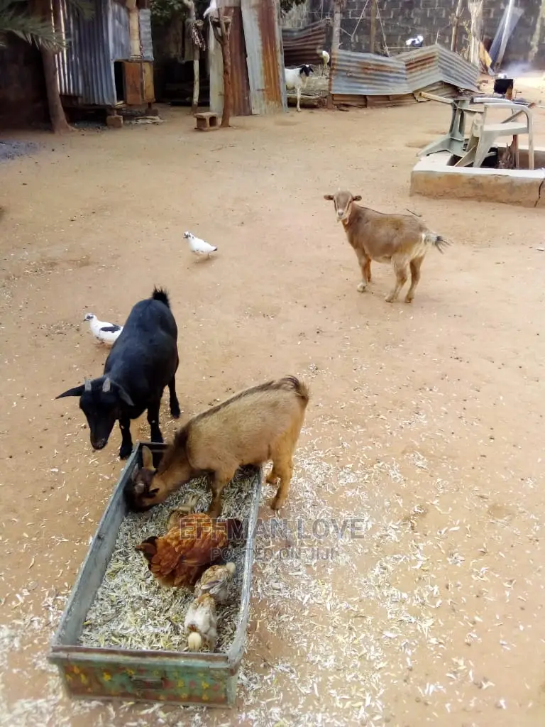 Goats and Sheep