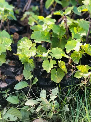 Strawberry and Grapevine