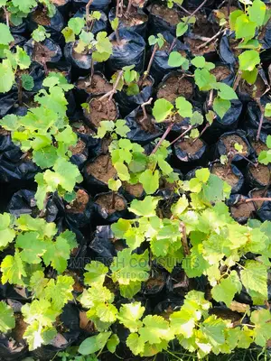 Strawberry and Grapevine