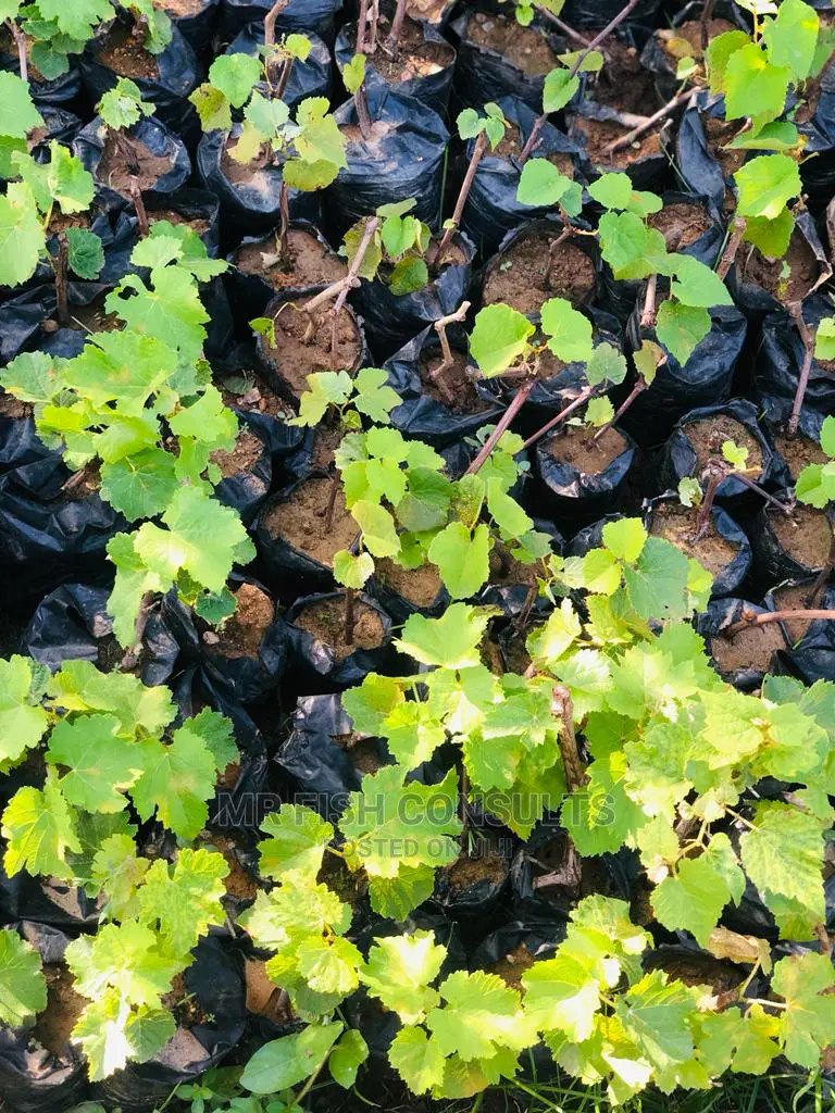 Strawberry and Grapevine