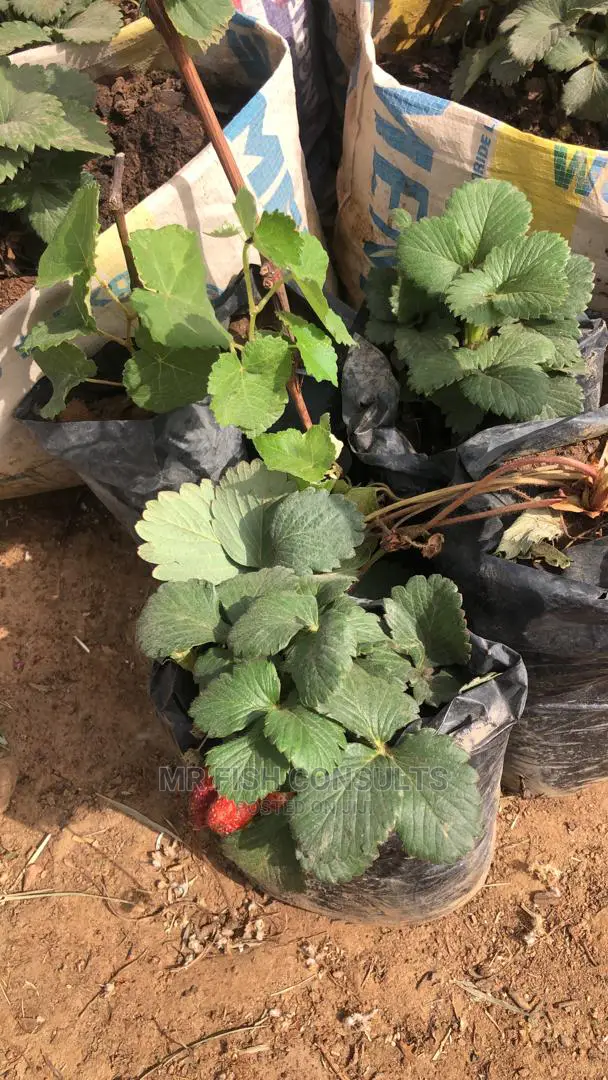 Strawberry and Grapevine