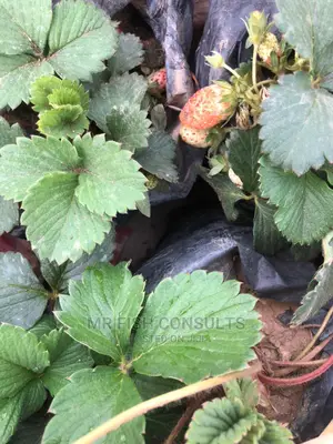 Strawberry and Grapevine