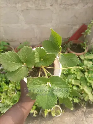 Strawberry and Grapevine