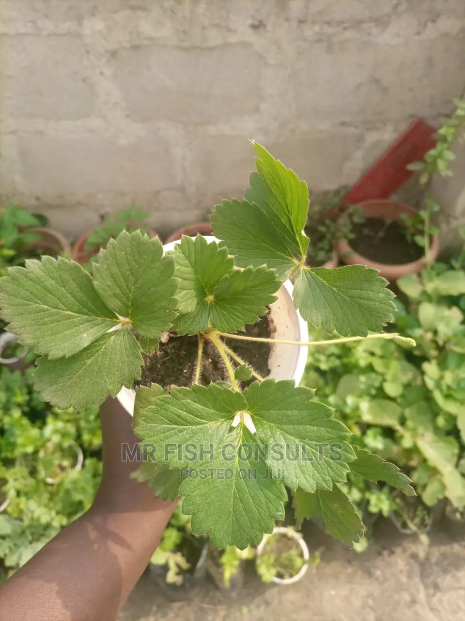 Strawberry and Grapevine