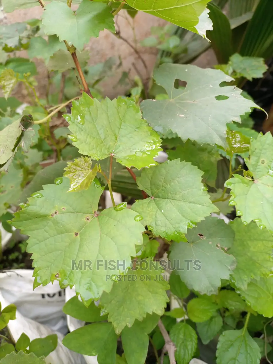Strawberry and Grapevine