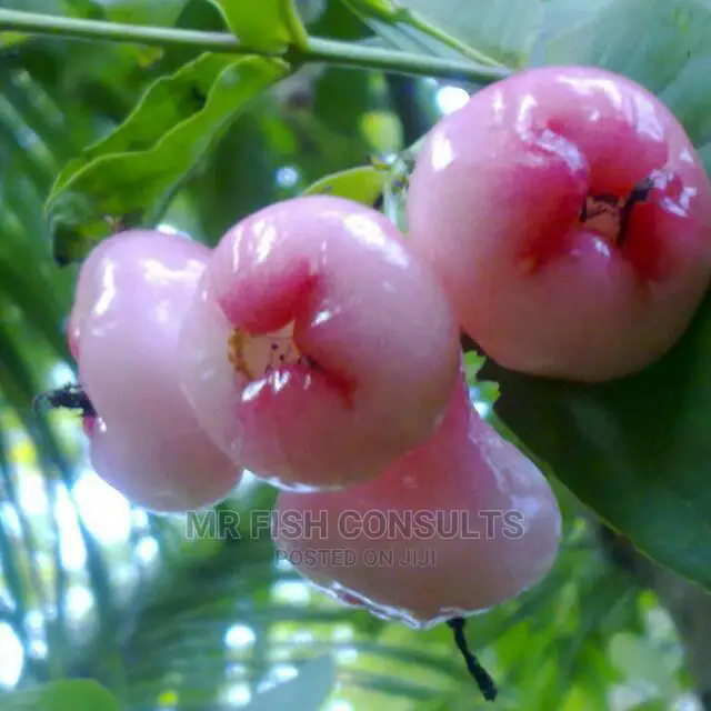 Water Apple
