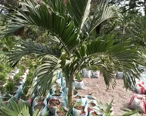 ROYAL Palm for Environmenal Beautification
