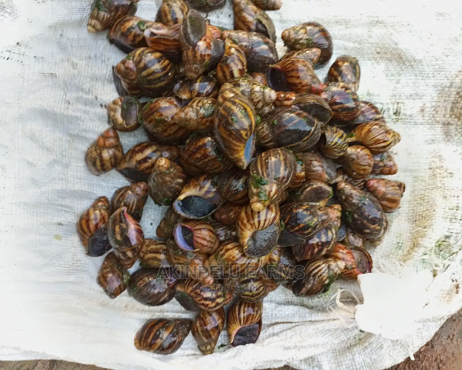 Snail**Farm Set-Up Training.