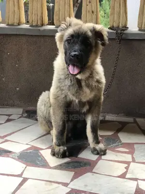 3-6 months Male Purebred Caucasian Shepherd