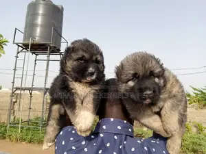 1-3 months Female Purebred Caucasian Shepherd