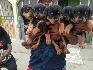 1-3 months Female Purebred Rottweiler