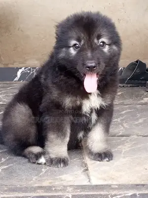 1-3 months Male Purebred Caucasian Shepherd