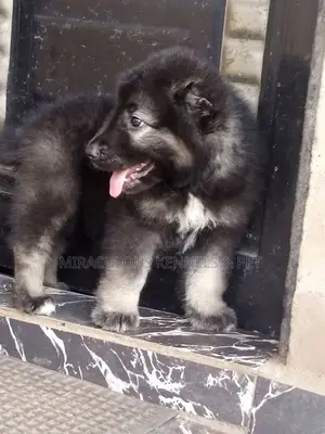 1-3 months Female Purebred Caucasian Shepherd