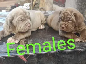 1-3 months Female Purebred Neapolitan Mastiff